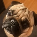 Winston Pug logo